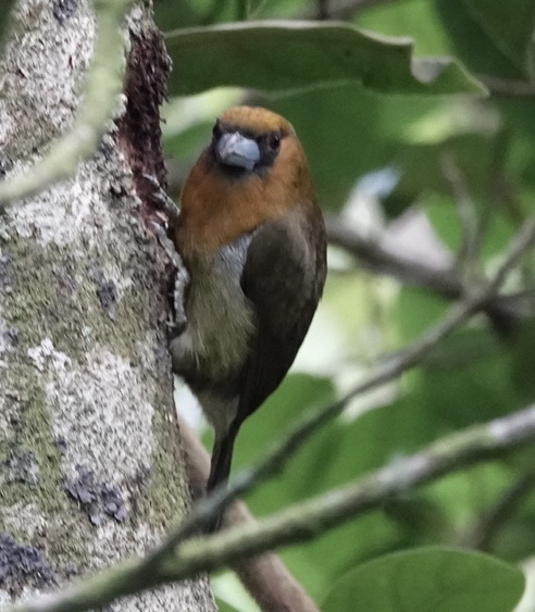 Prong-billed Barbet (Semnornis frantzii), photo 2