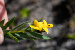 Liparia angustifolia