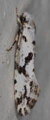 Nemapogon defectella
