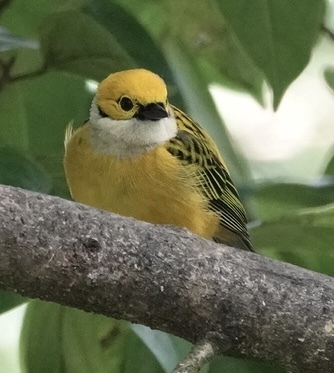 Silver-throated Tanager (Tangara icterocephala), photo 7