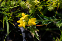 Liparia angustifolia