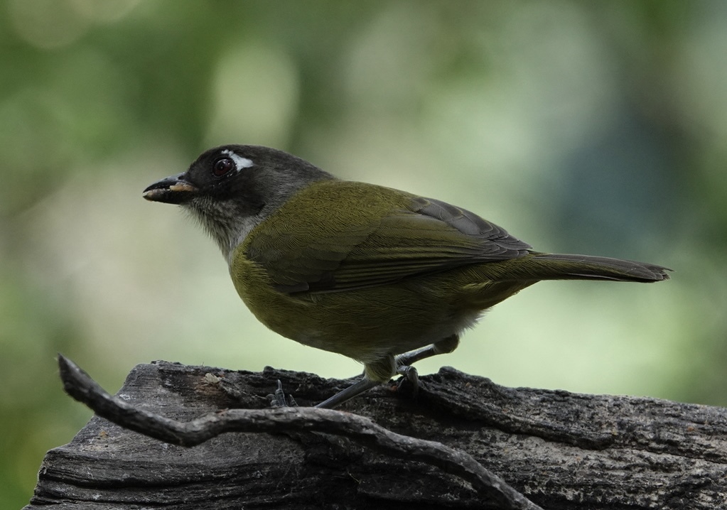 Common Chlorospingus (Chlorospingus flavopectus), photo 3
