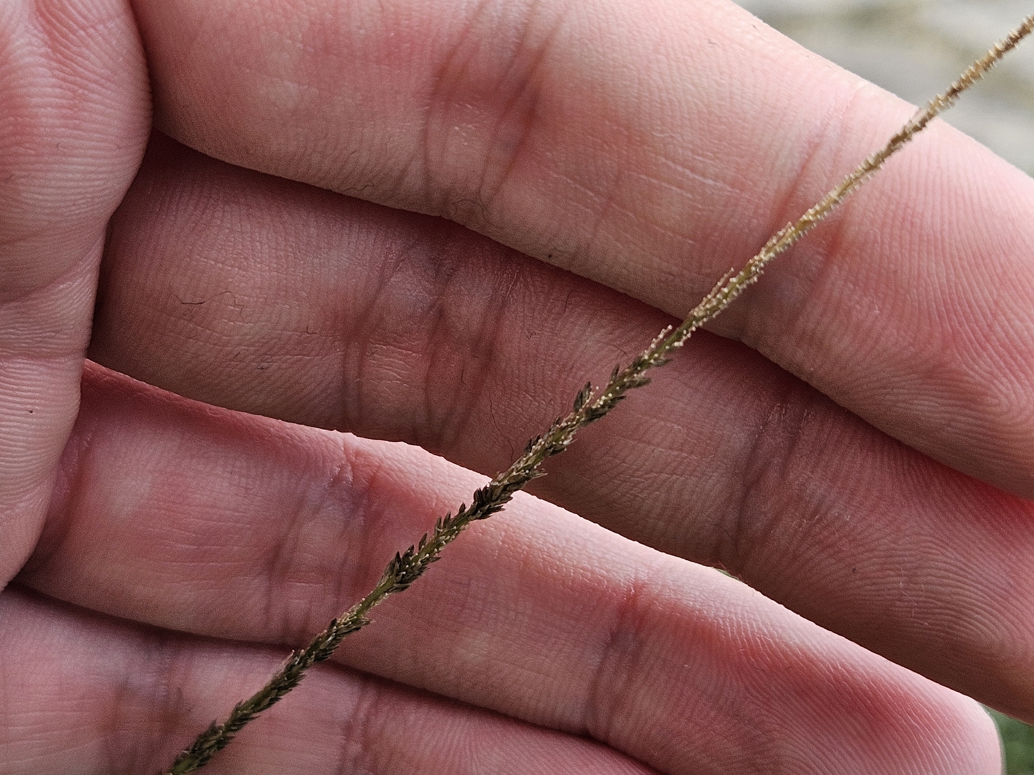 Smut Grass (Sporobolus indicus)
