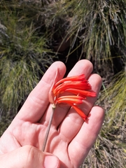 Cyrtanthus macowanii