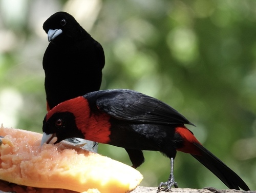 Crimson-collared Tanager (Ramphocelus sanguinolentus), photo 3