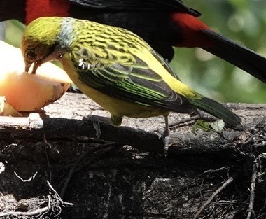 Silver-throated Tanager (Tangara icterocephala), photo 9