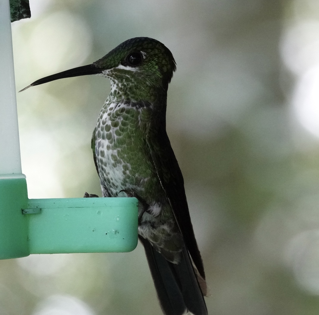 Green-crowned Brilliant (Heliodoxa jacula), photo 7