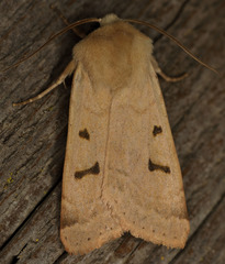 Dichagyris variabilis