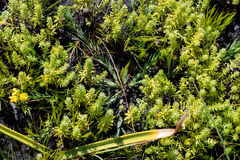 Liparia angustifolia