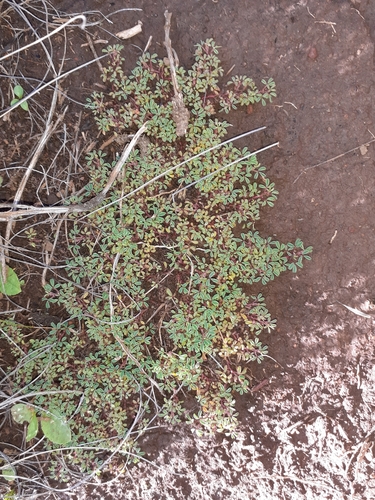 Image of Indigofera magnifica by (c) Brian du Preez, some rights reserved (CC BY-SA)