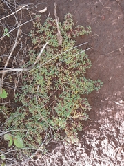 Indigofera magnifica