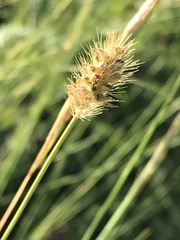 Setaria sphacelata torta