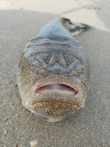 Northern stargazer (Astroscopus guttatus) — Uranoscopidae — 5
