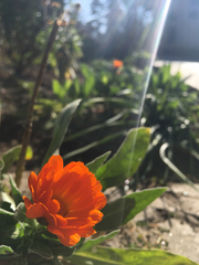 Calendula officinalis