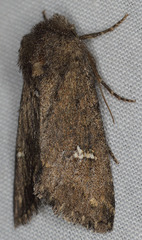 Tricholita fistula