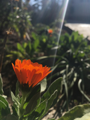 Calendula officinalis