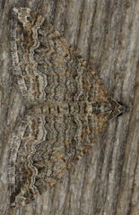 Perizoma custodiata