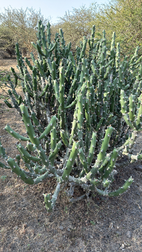 Euphorbia caducifolia, photograph 6