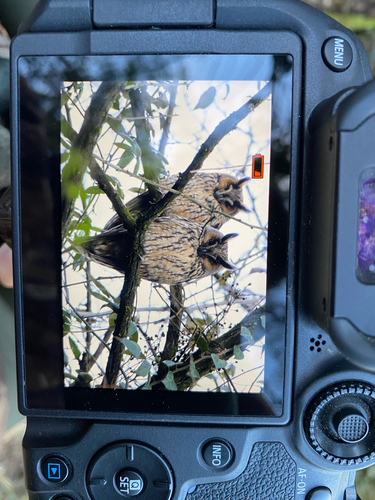 View observation of {o.common_name} on iNaturalist