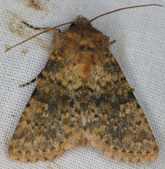 Pseudobryomima fallax