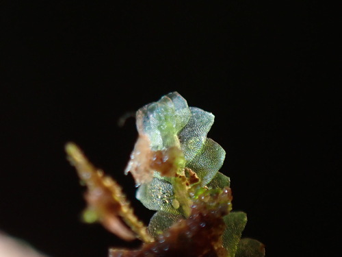 Blue Pouchwort (Calypogeia azurea)