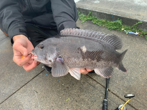 Black-fish (Tautoga onitis) — Labridae — 2