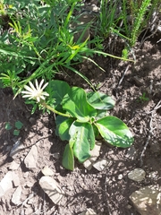 Gerbera piloselloides