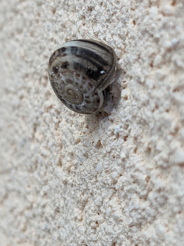 Chocolate-band Snail