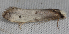 Tinea occidentella