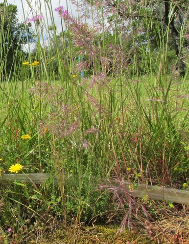 Geniculate fescue (Festuca geniculata)