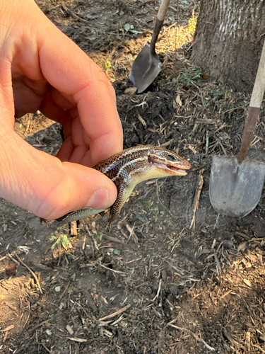 Broad-headed Skink observed by isaac_brace
