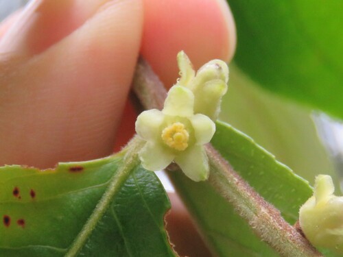 Casearia grandiflora observed 2026-02-05