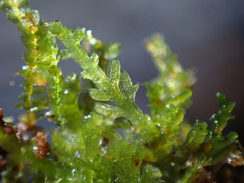Comb Liverwort (Riccardia multifida)