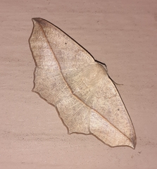 Psilocerea pulverosa