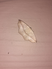 Psilocerea pulverosa