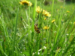 Brachyta interrogationis