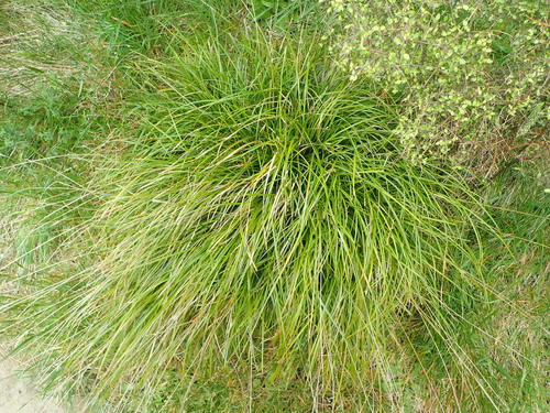 Lax Bastard Grass (Carex erythrovaginata)