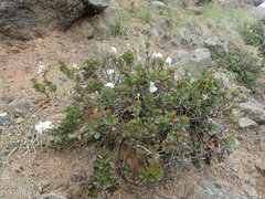Veronica lavaudiana