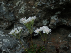 Veronica lavaudiana
