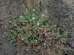 Vittadinia australis