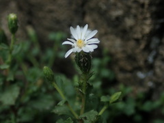 Vittadinia australis