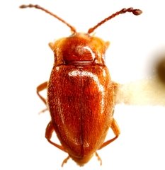 Danae testacea