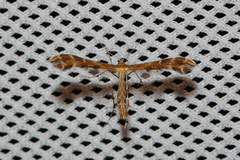 Oxyptilus