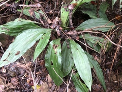 Calanthe triplicata