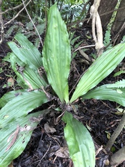 Calanthe triplicata
