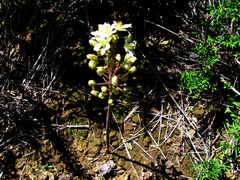 Eriospermum paradoxum