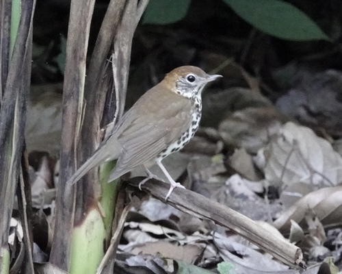 Wood Thrush (Hylocichla mustelina), photo 6