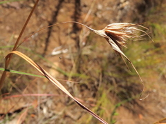 Themeda