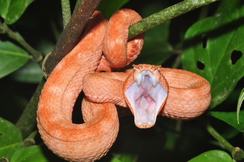 Central American Eyelash-Viper, Limón, Talamanca, Costa Rica, photo 7 of 10