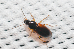 Stenolophus mixtus
